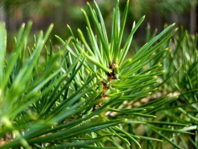 Рязанцев ждут на посадку сосен